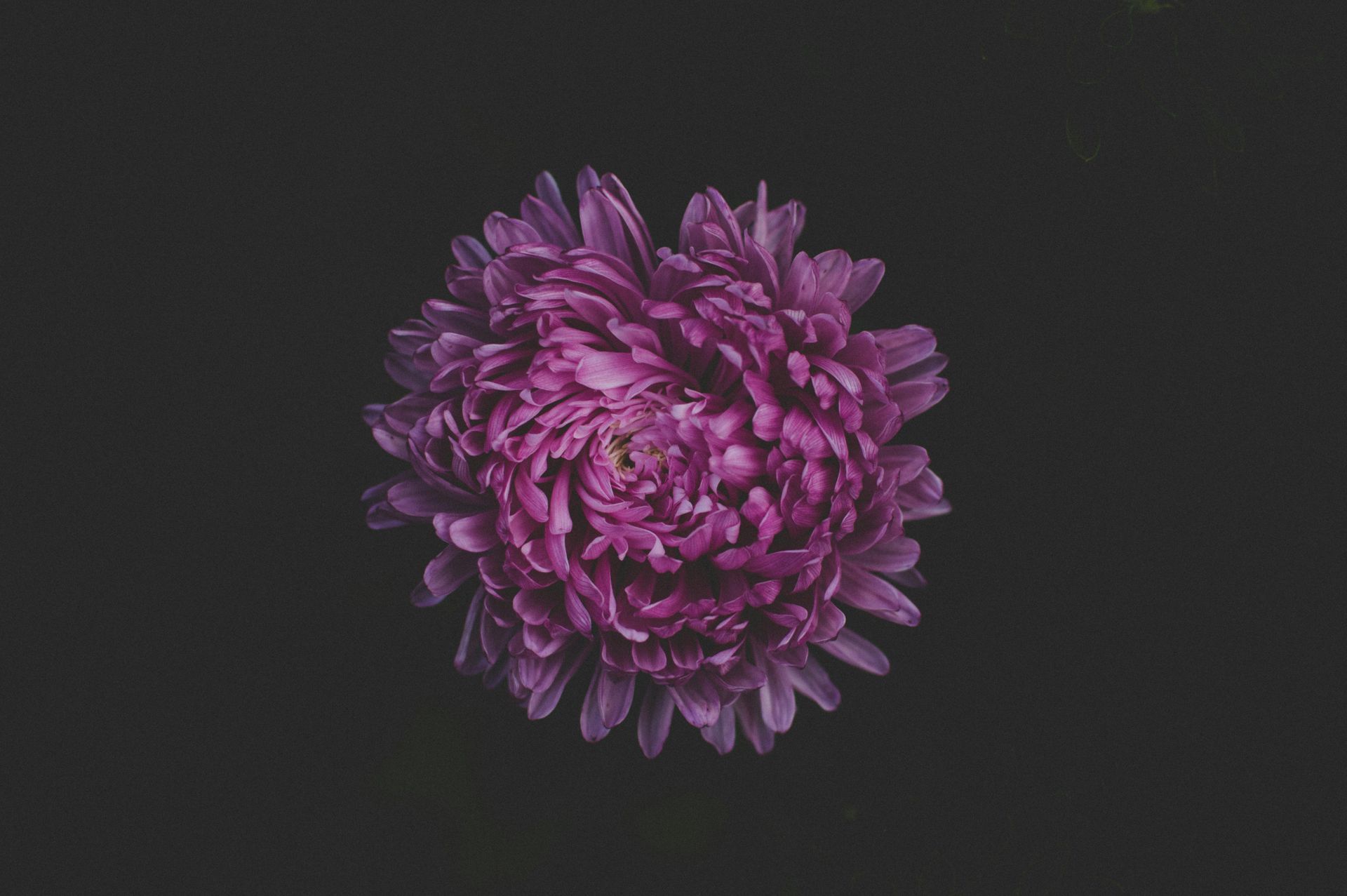 Purple chrysanthemum bloom centered on a dark gray background