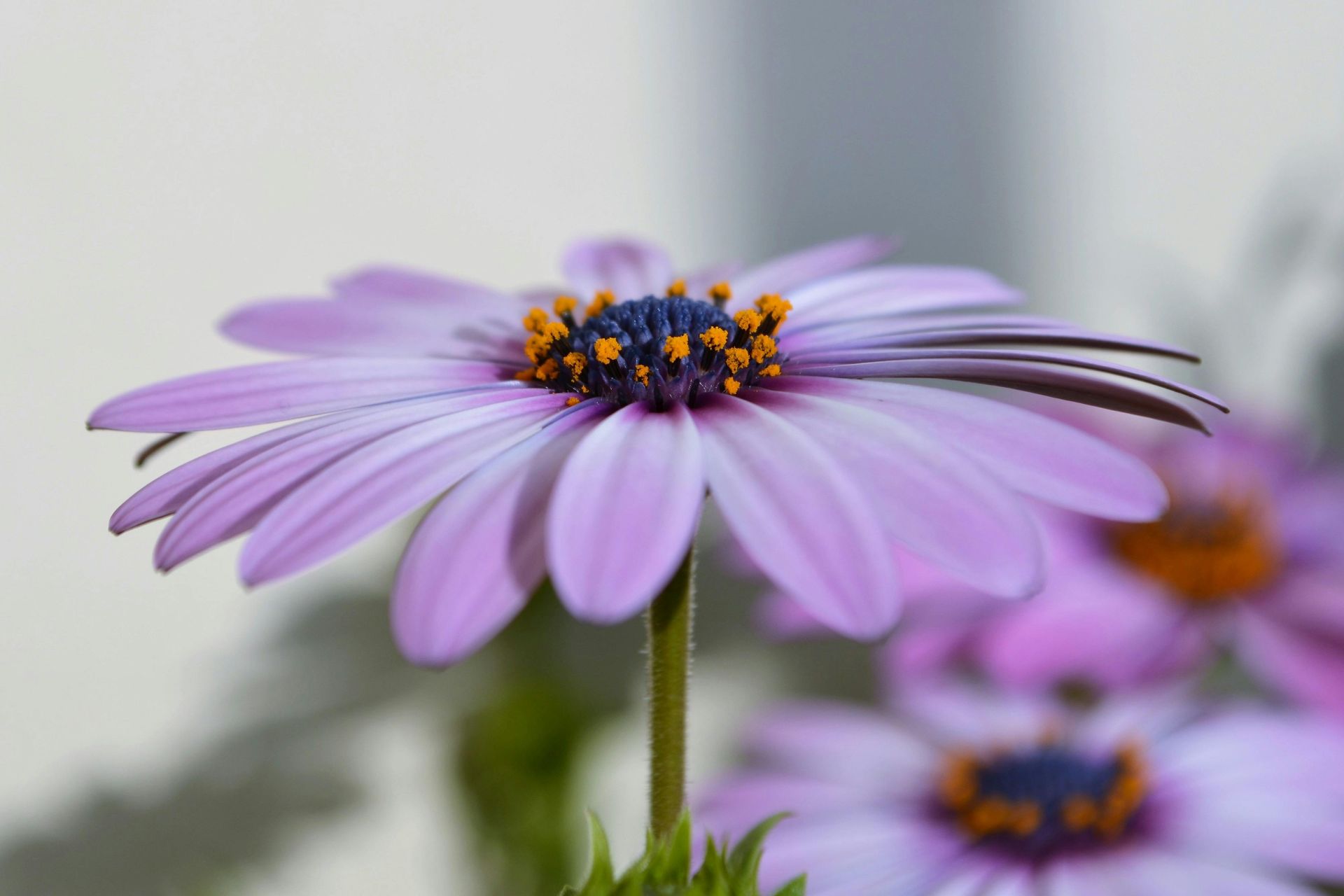 Purple daisy-like flowers with orange centers in soft focus, one bloom in the foreground