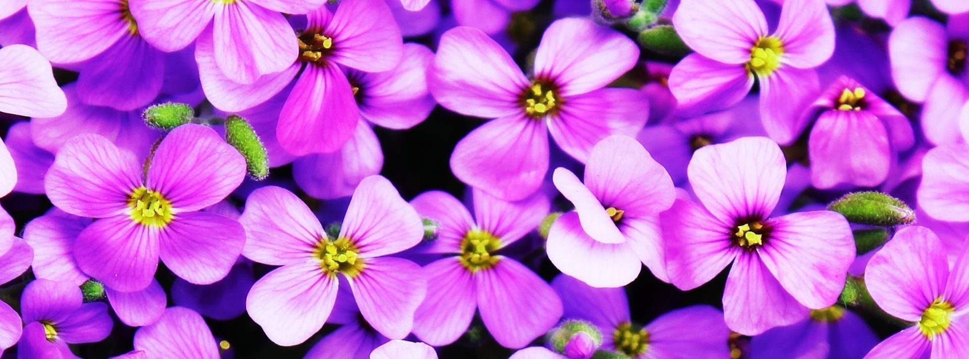 Cluster of small purple flowers with yellow centers filling the frame