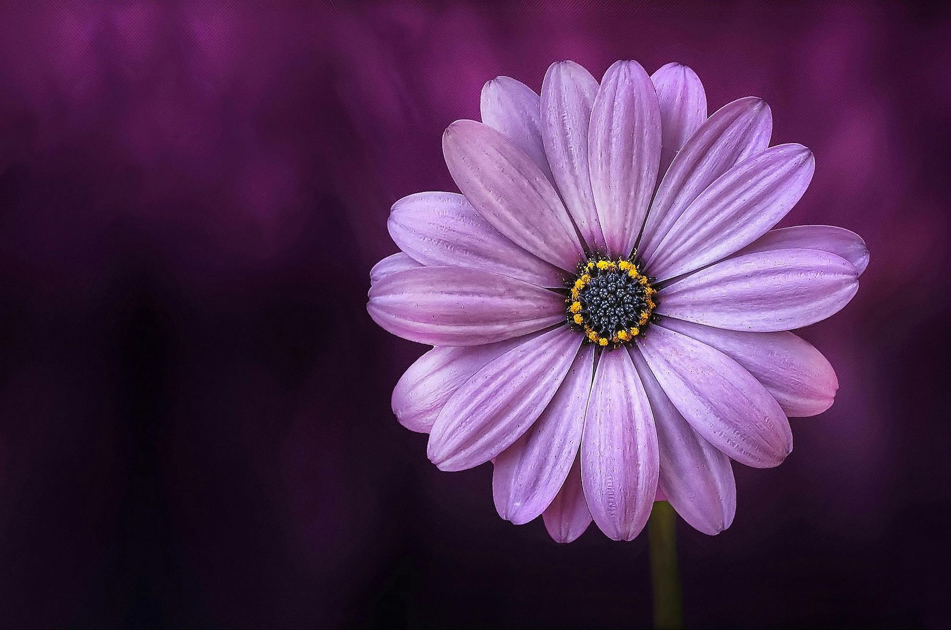Purple daisy flower with a dark center against a blurred purple background