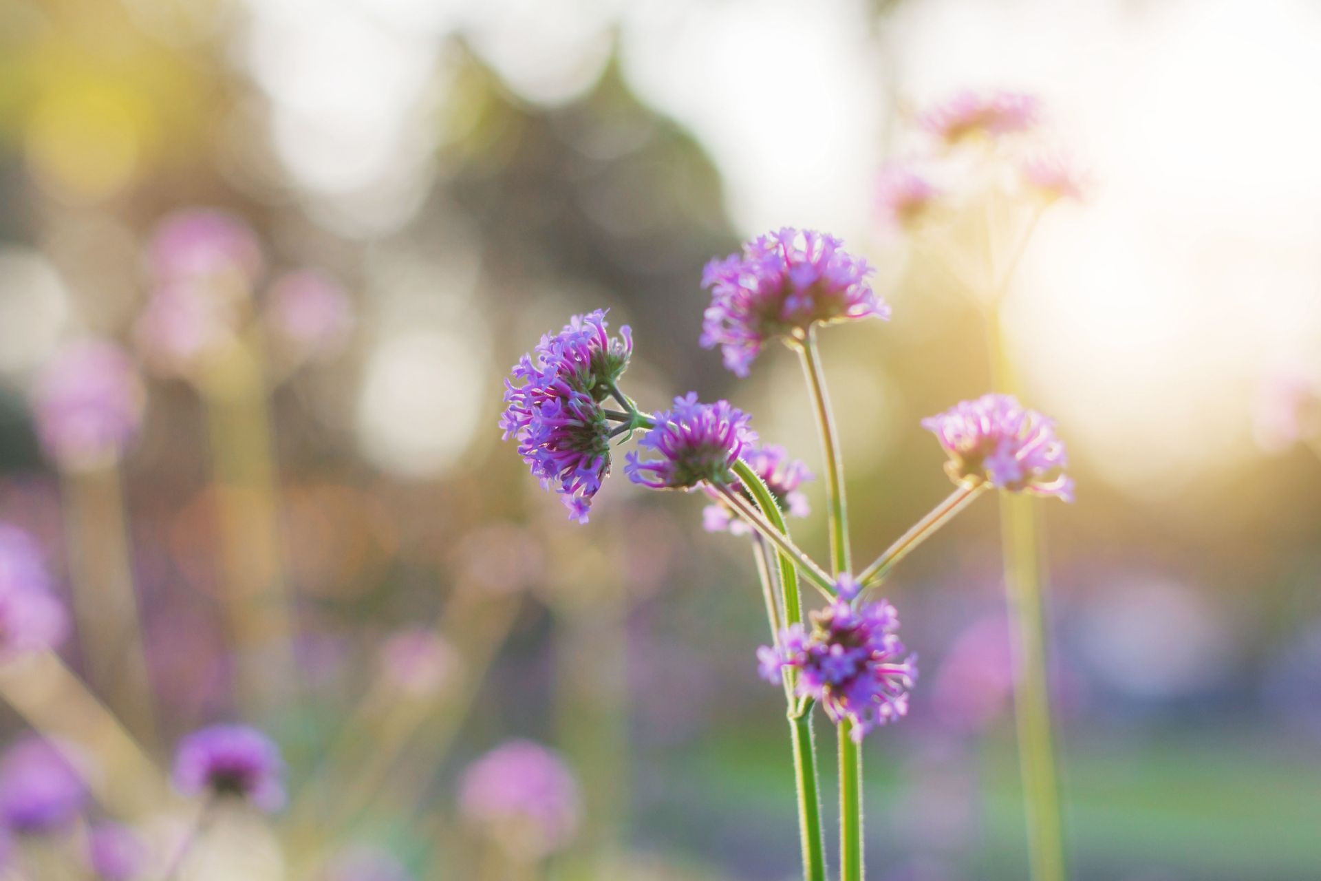 Clusters of vibrant purple verbena flowers blooming in a sunny garden with a soft, blurred background.