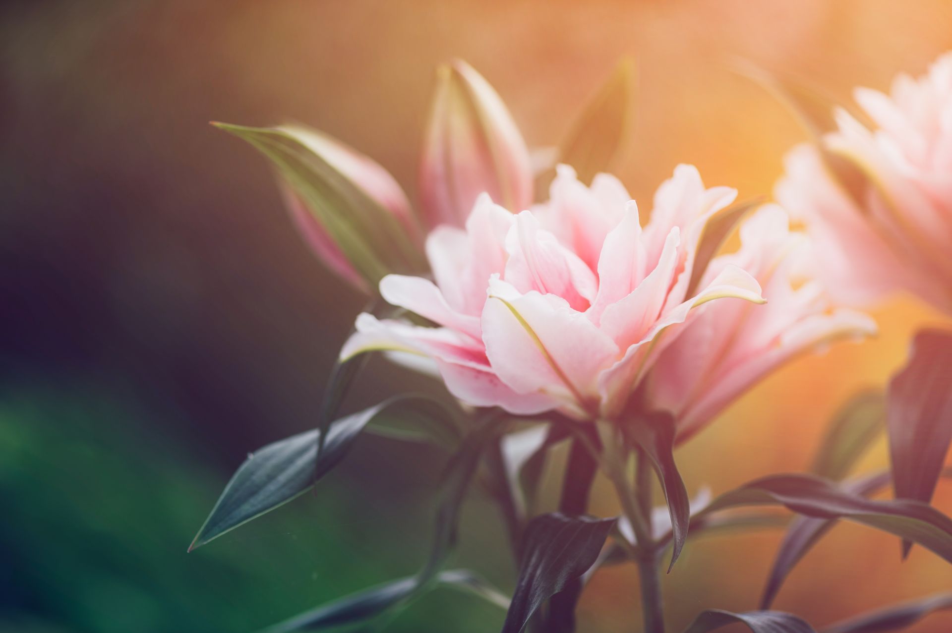 Soft pink lilies bloom under warm, hazy golden light against a blurred background.
