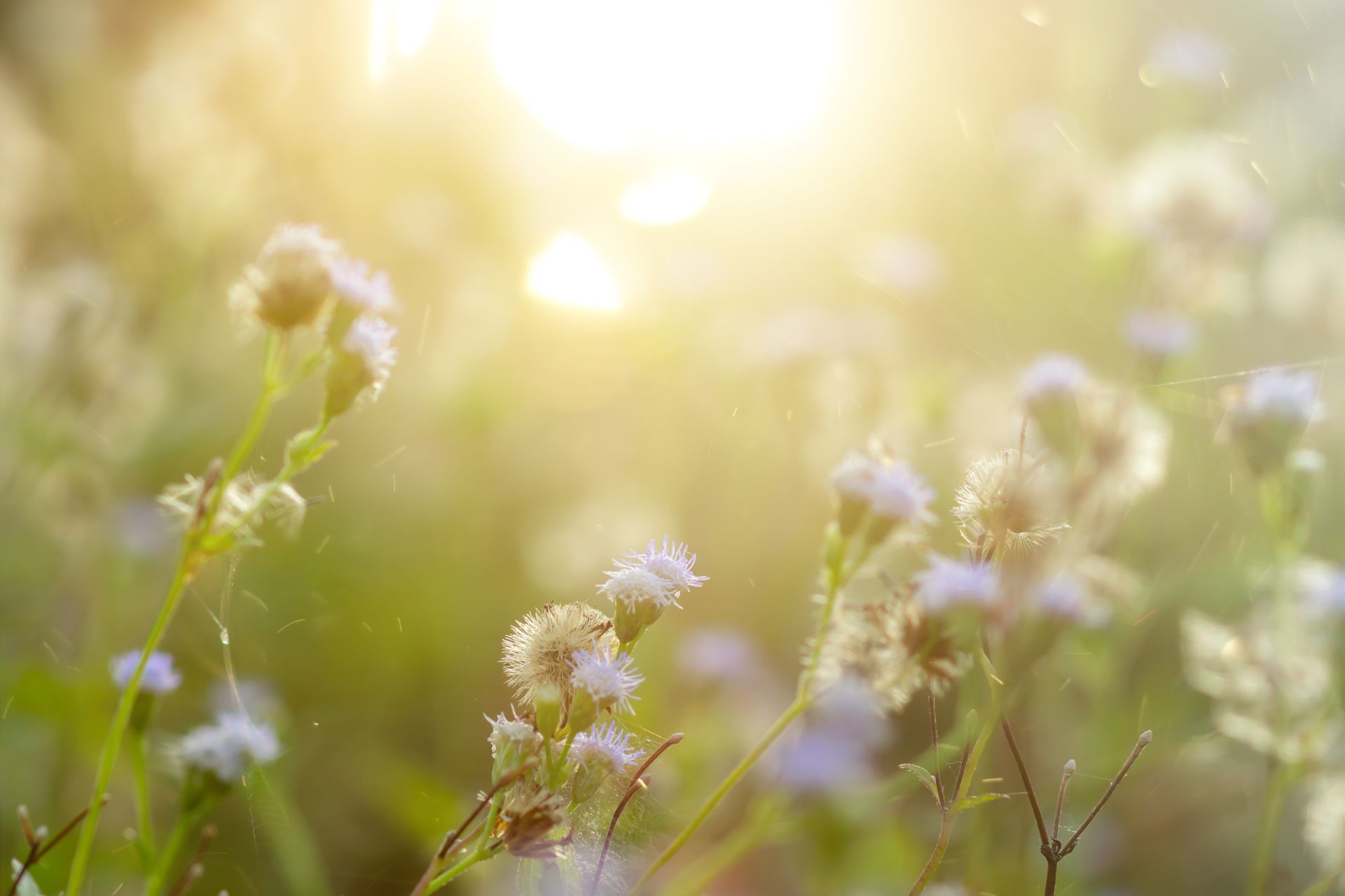 Soft-focus sunlit wildflowers in a meadow, glowing with warm golden morning light and gentle lens flare.