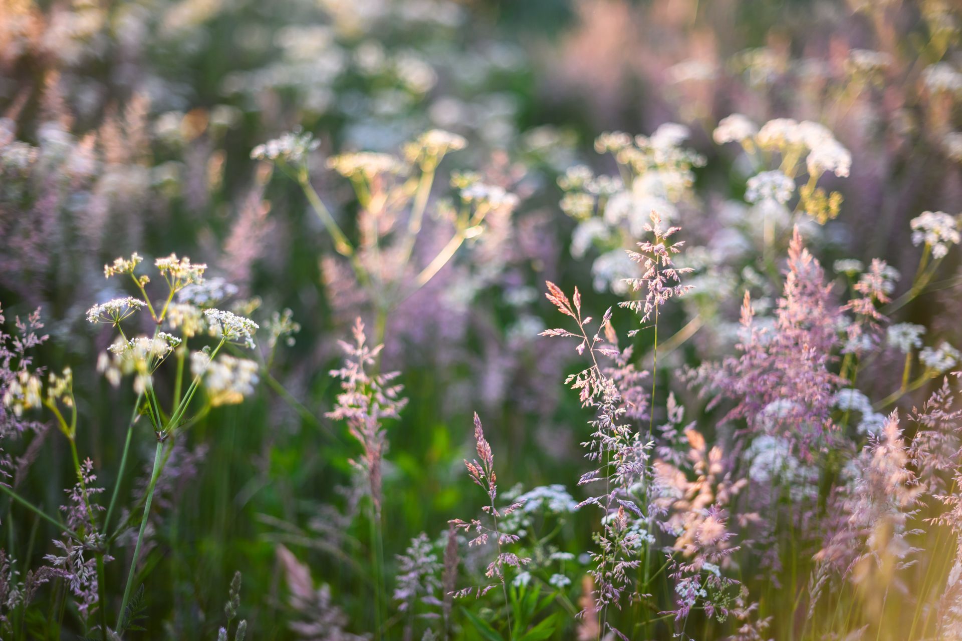 Close-up of a meadow with soft-focus white wildflowers and feathery pink stalks bathed in warm, golden sunlight.