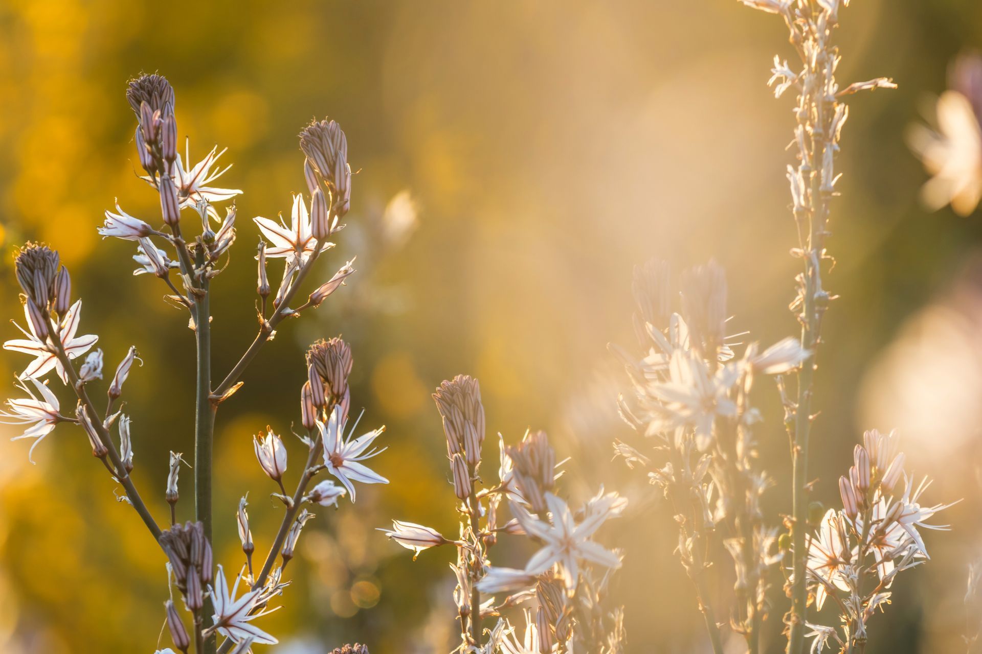 Delicate white wildflowers bloom on tall stems against a blurred, golden-lit background at sunset.