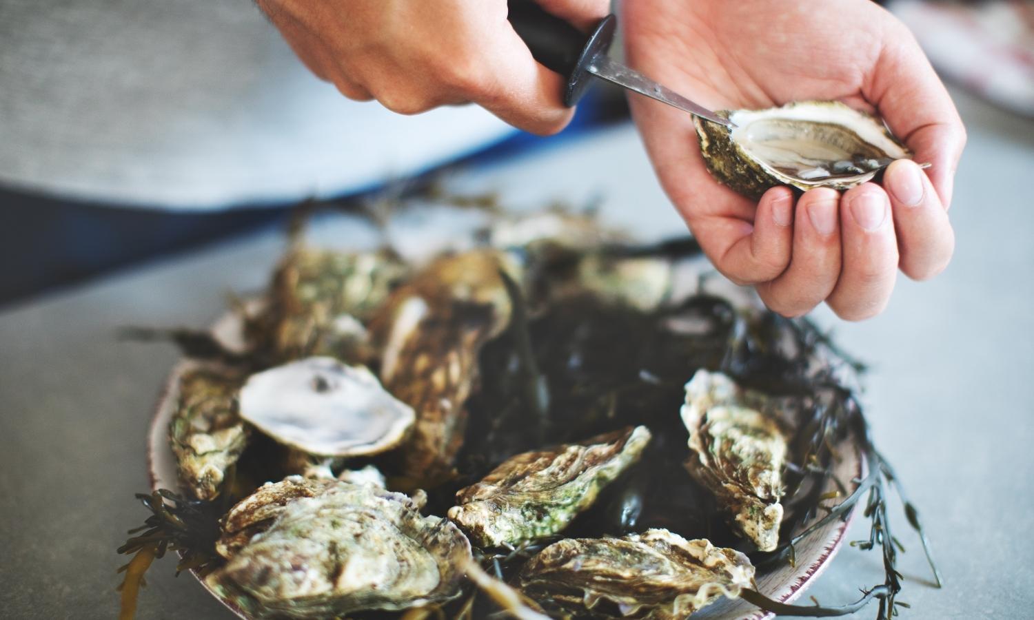 Oysters