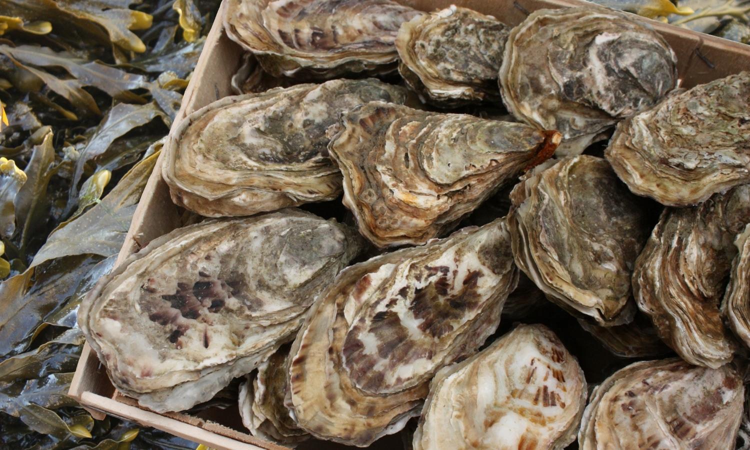 Hamp & Harry's Oyster Bar Hamp & Harry's Oyster Bar