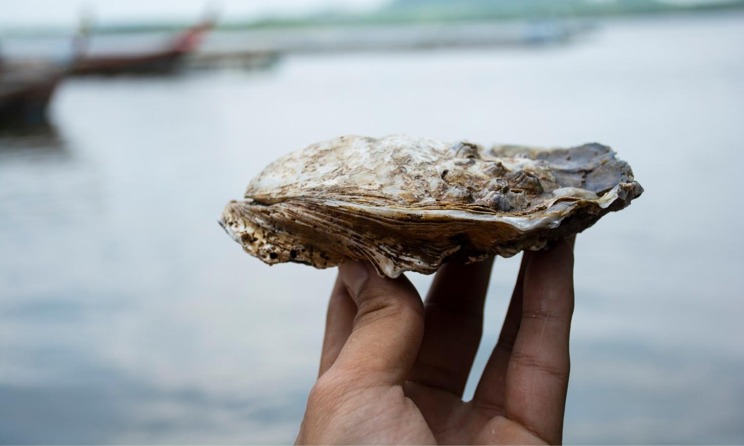 Oysters are a Healthy Option Oysters are a Healthy Option