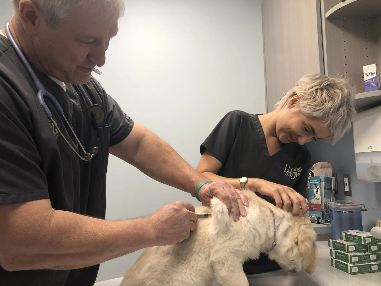 Veterinarian Staff Injecting A Puppy - Livermore, CO - Marlos Golden Retrievers