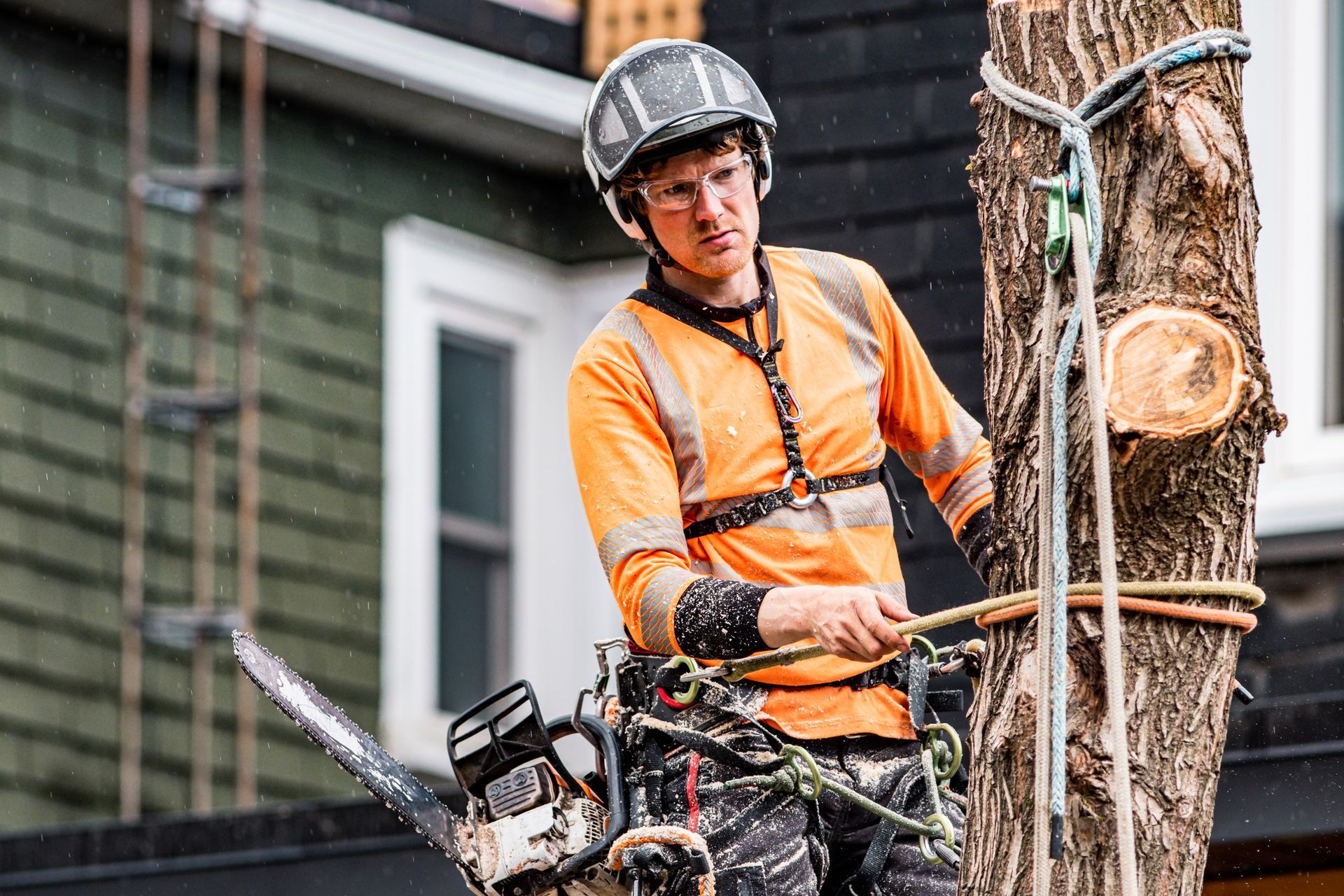 Arborist in orange safety gear, cutting a tree with a chainsaw, standing on a branch near a house.