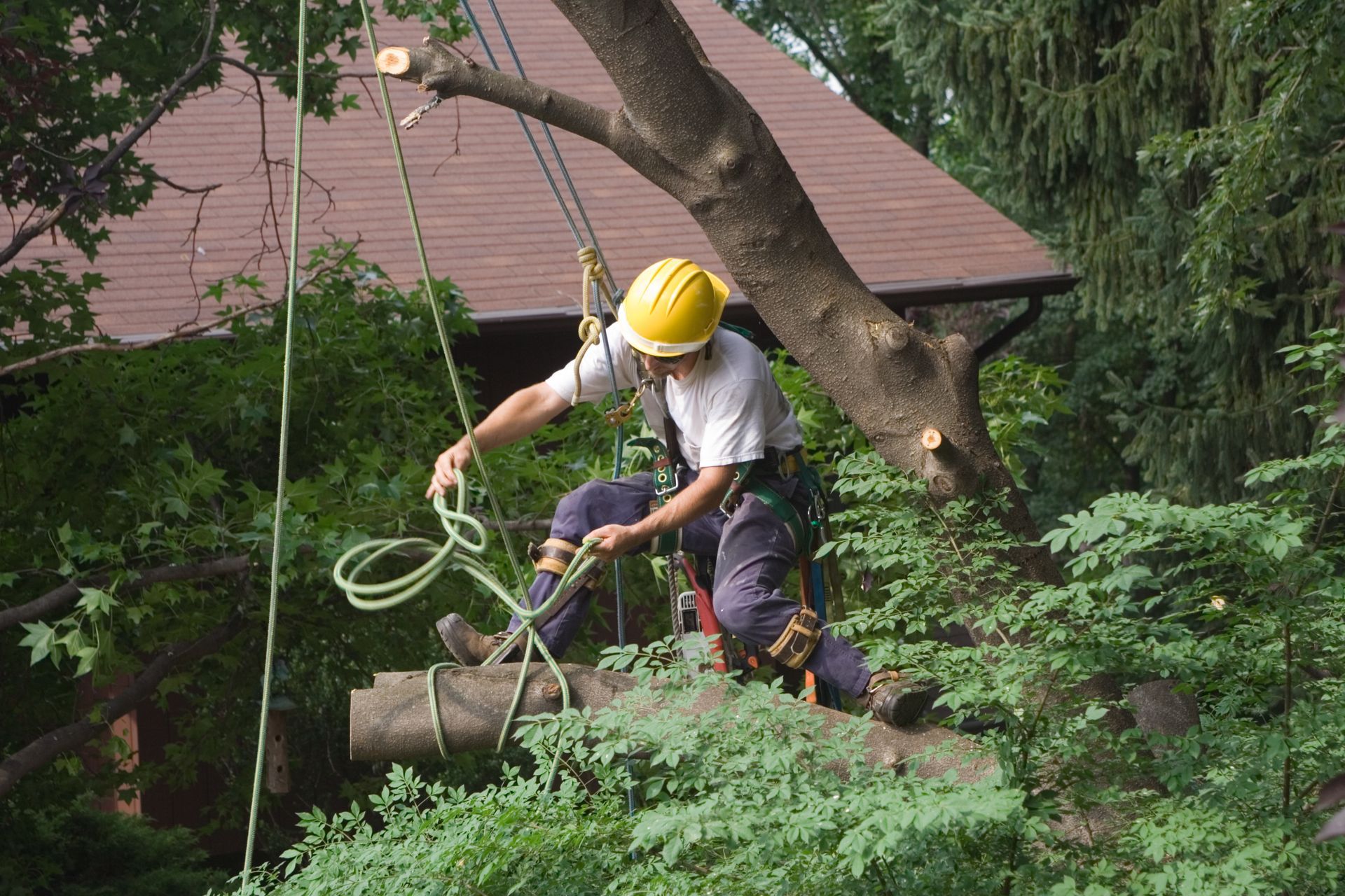 Arborist in yellow helmet and harness cutting tree branch near a building.