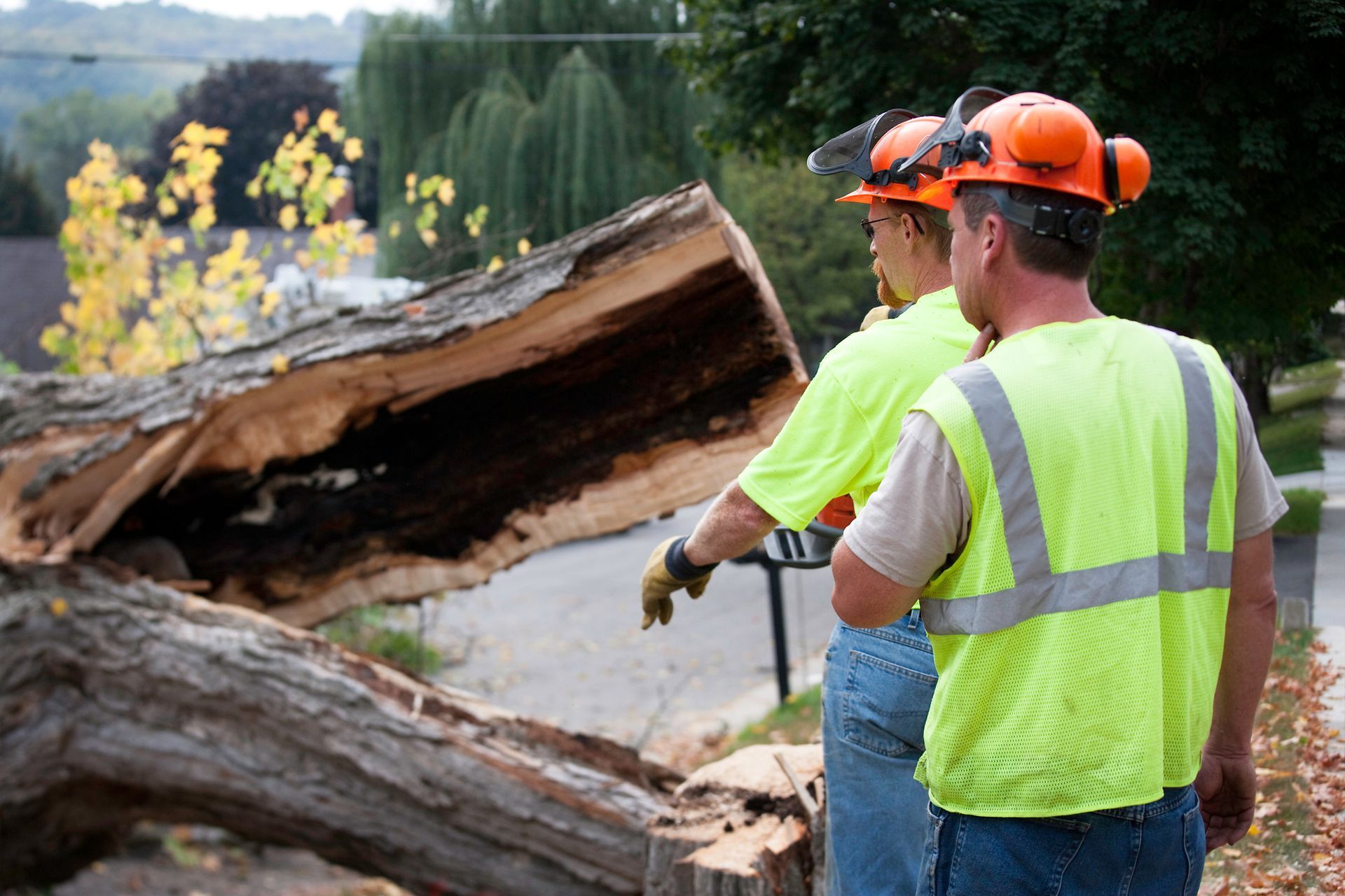 Two men in safety gear assess a felled tree. They wear bright vests and hard hats outdoors.