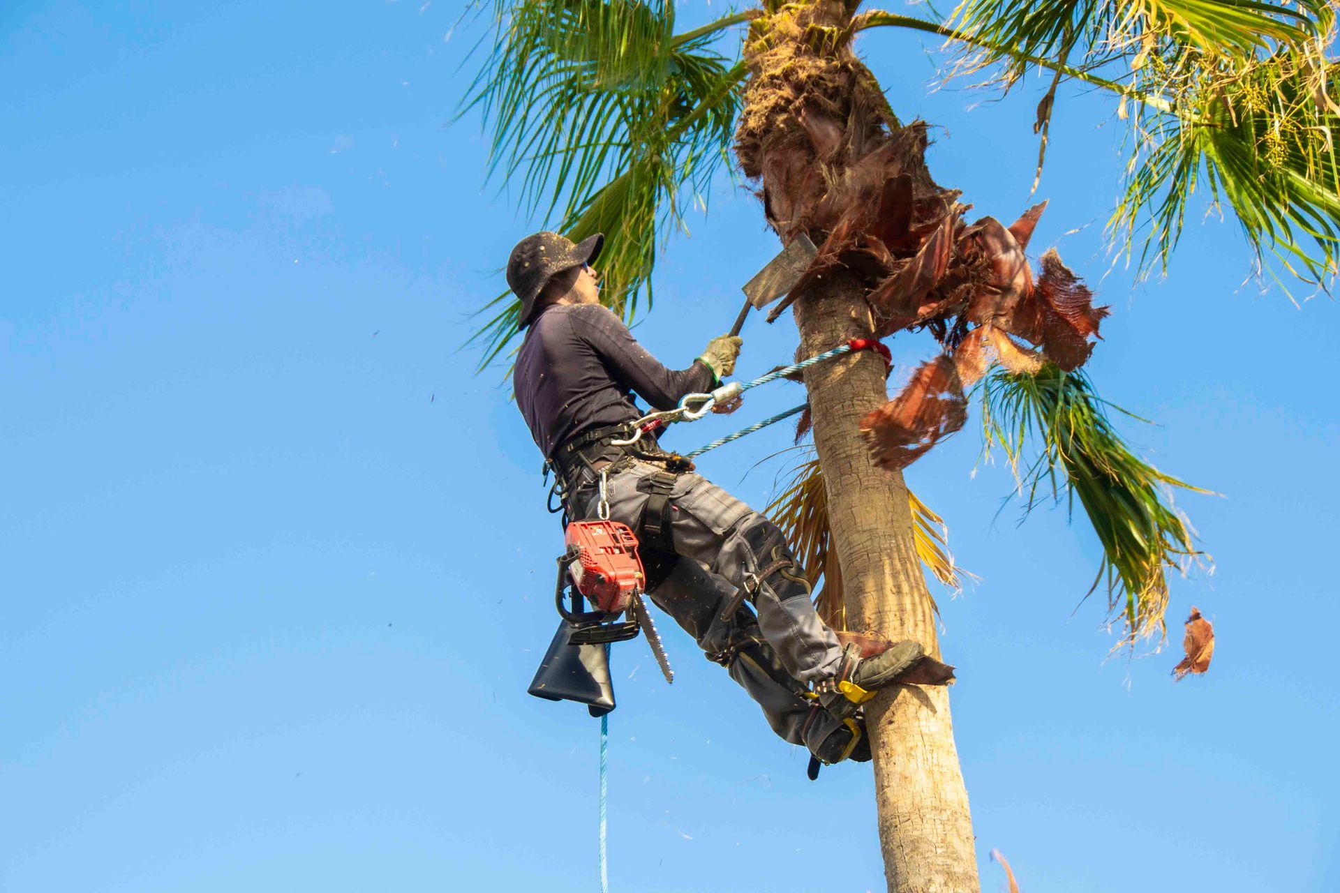 A person, secured by ropes, trimming a tall palm tree against a clear blue sky.