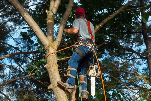Man trimming bushes