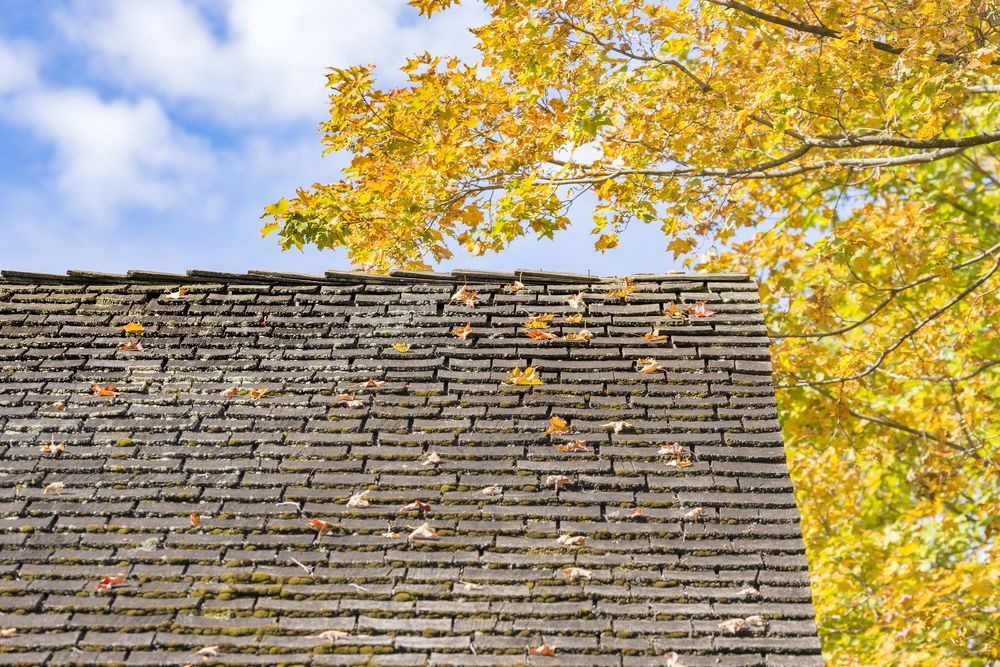 fall leaves on your roof
