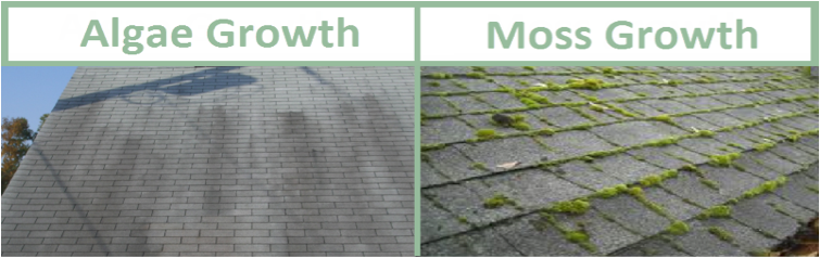 Algae Growth