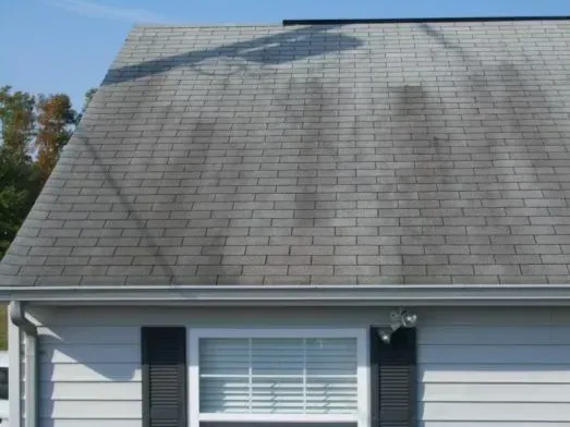 mold moss growth roof