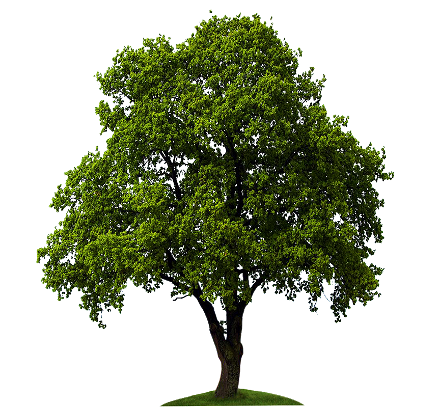 Tree On White Background — Saginaw, MI — Jack's Tree Service, Inc.