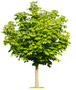 Spring Tree — Saginaw, MI — Jack's Tree Service, Inc. Spring Tree — Saginaw, MI — Jack's Tree Service, Inc.