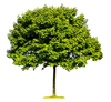 Green Tree On White Background — Saginaw, MI — Jack's Tree Service, Inc. Green Tree On White Background — Saginaw, MI — Jack's Tree Service, Inc.