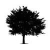 Tree Icon 01 — Saginaw, MI — Jack's Tree Service, Inc. Tree Icon 01 — Saginaw, MI — Jack's Tree Service, Inc.