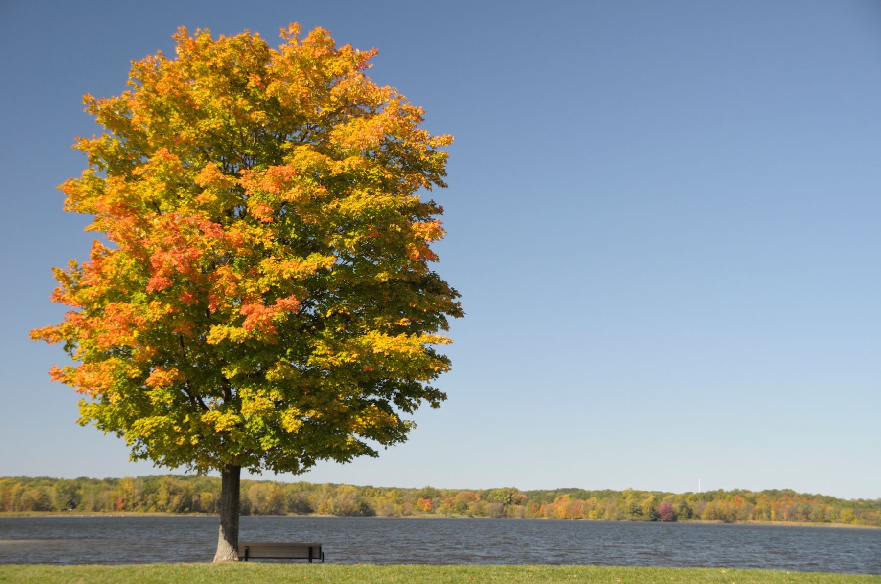 Michigan Countryside on Park Road — Saginaw, MI — Jack's Tree Service, Inc.