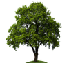 Tree On White Background — Saginaw, MI — Jack's Tree Service, Inc. Tree On White Background — Saginaw, MI — Jack's Tree Service, Inc.