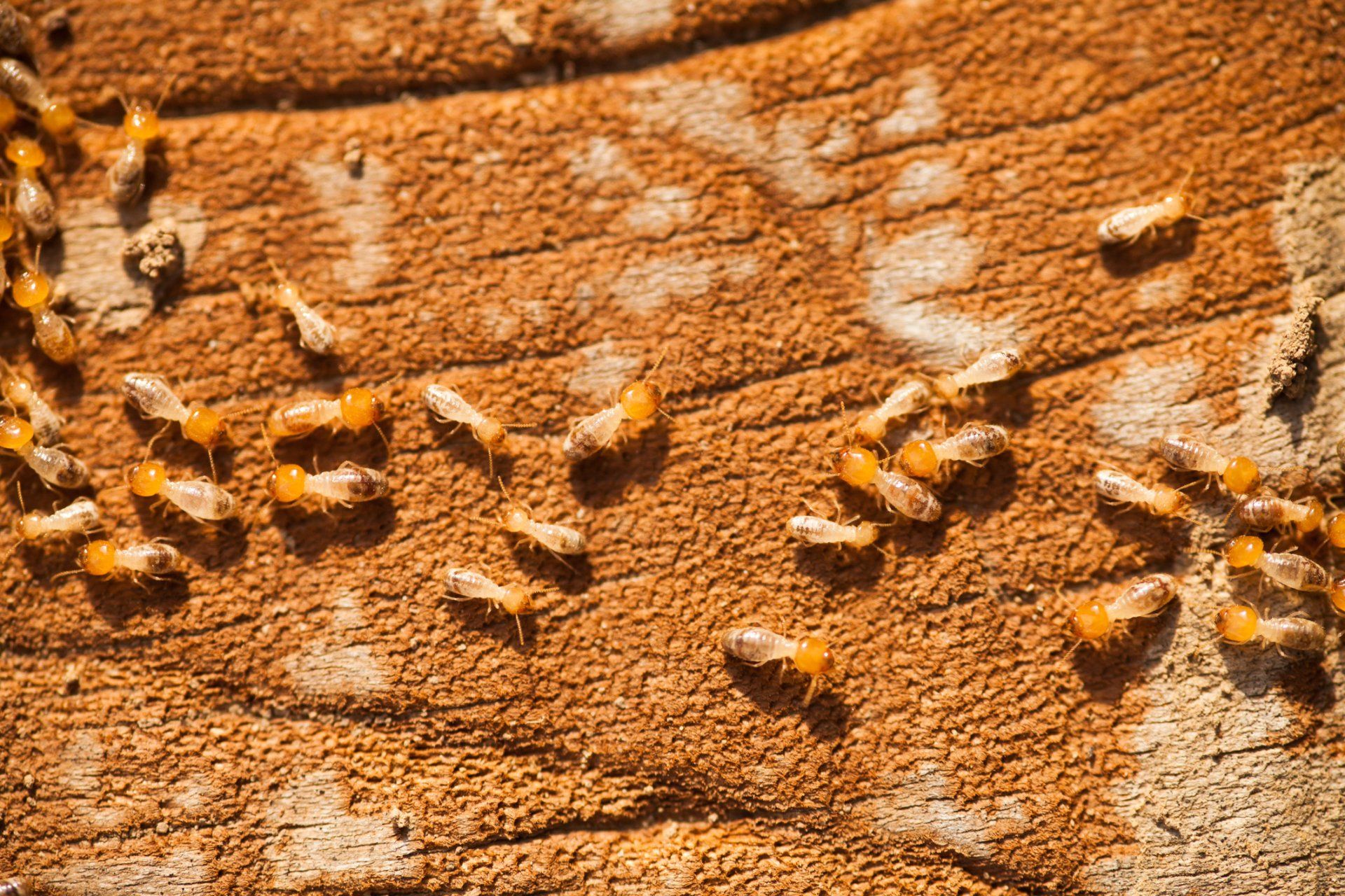 Termites On Wood — Cuba, MO — A & A Pest Control Technologies LLC. Termites On Wood — Cuba, MO — A & A Pest Control Technologies LLC.