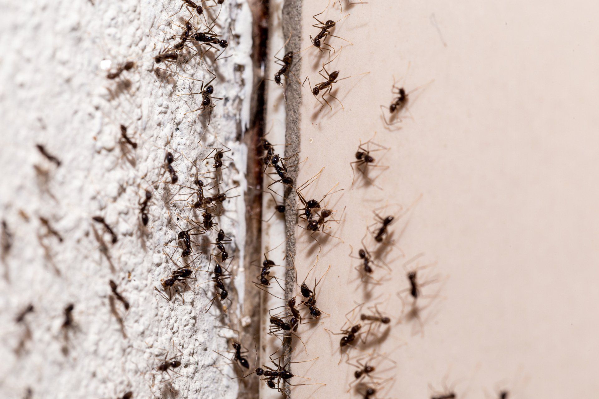 Ants Behind A Door — Cuba, MO — A & A Pest Control Technologies LLC.