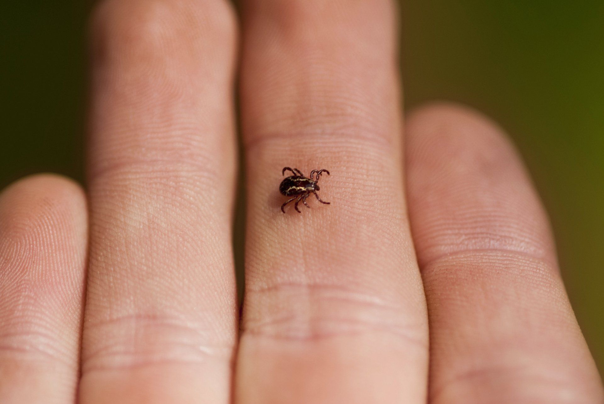 Tick On A Hand — Cuba, MO — A & A Pest Control Technologies LLC. Tick On A Hand — Cuba, MO — A & A Pest Control Technologies LLC.