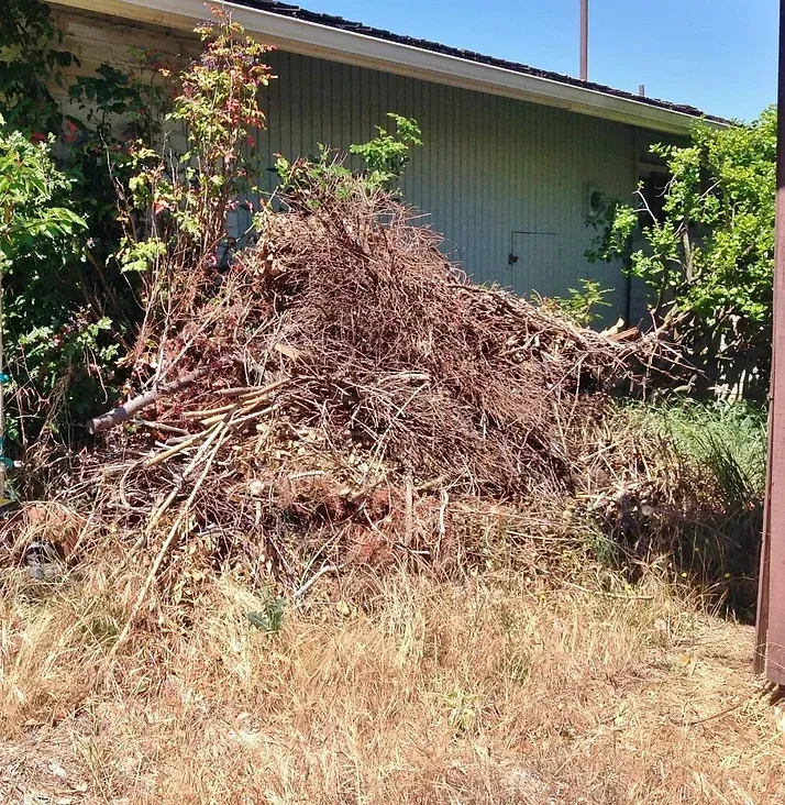 Pile of brown brush and branches in front of a light blue building, set in dry grass under sunlight.