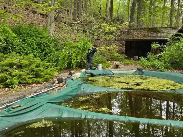 Green pond with tarp covering, surrounded by lush ferns and a person standing near a wooded tunnel
