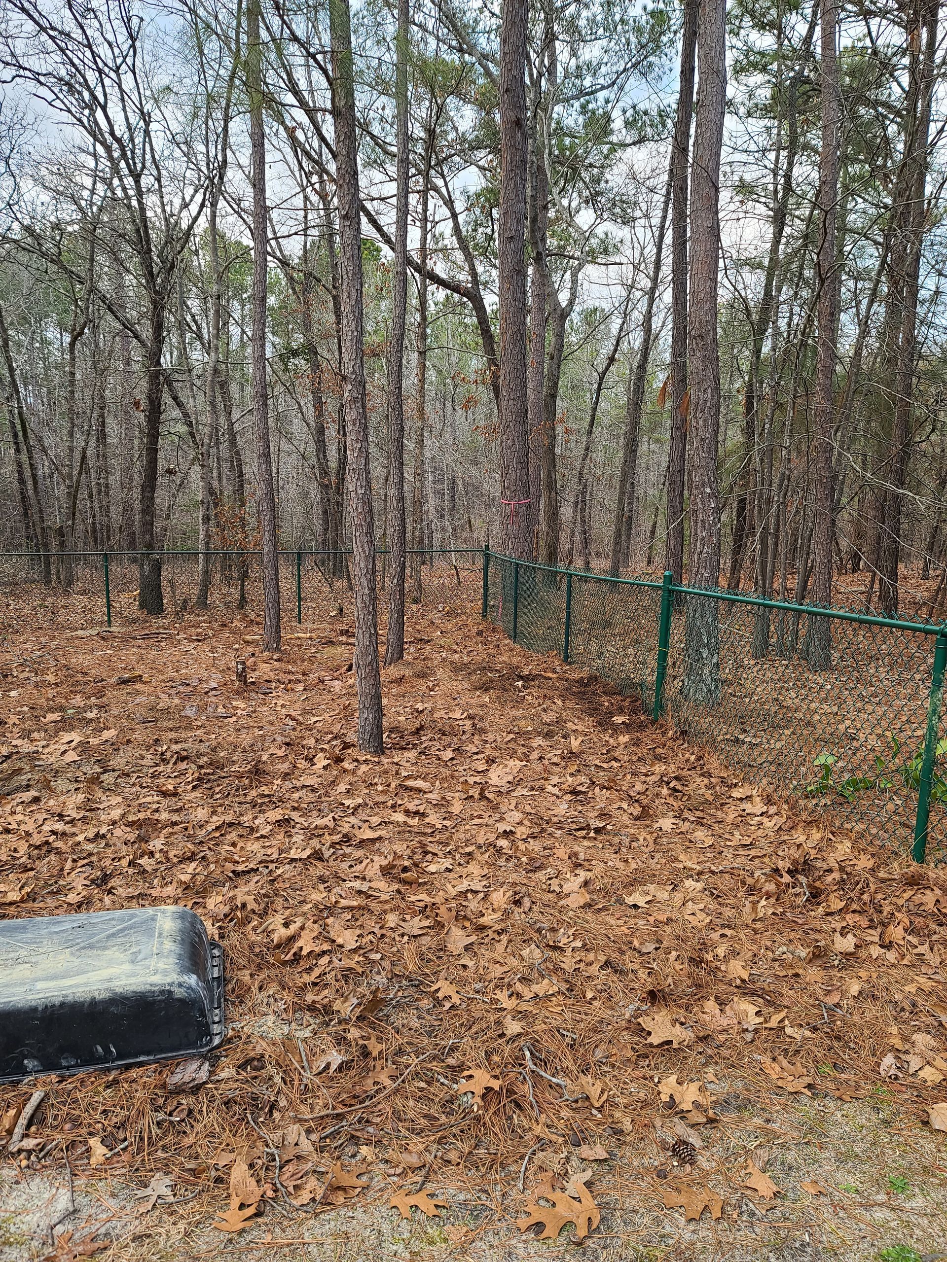 Leaf-covered woodland with bare trees and a green wire fence along the right side.