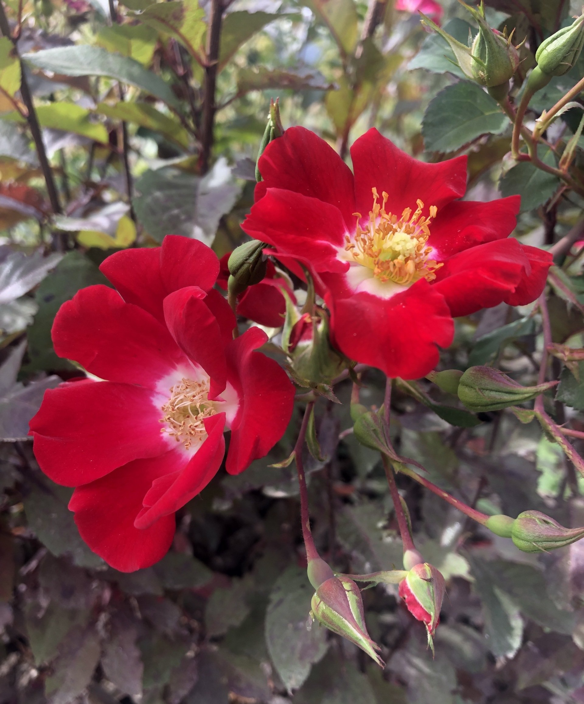 Rose — photo by Abigail M. Garton — Montrose, CO — San Juan Gardens Rose — photo by Abigail M. Garton — Montrose, CO — San Juan Gardens