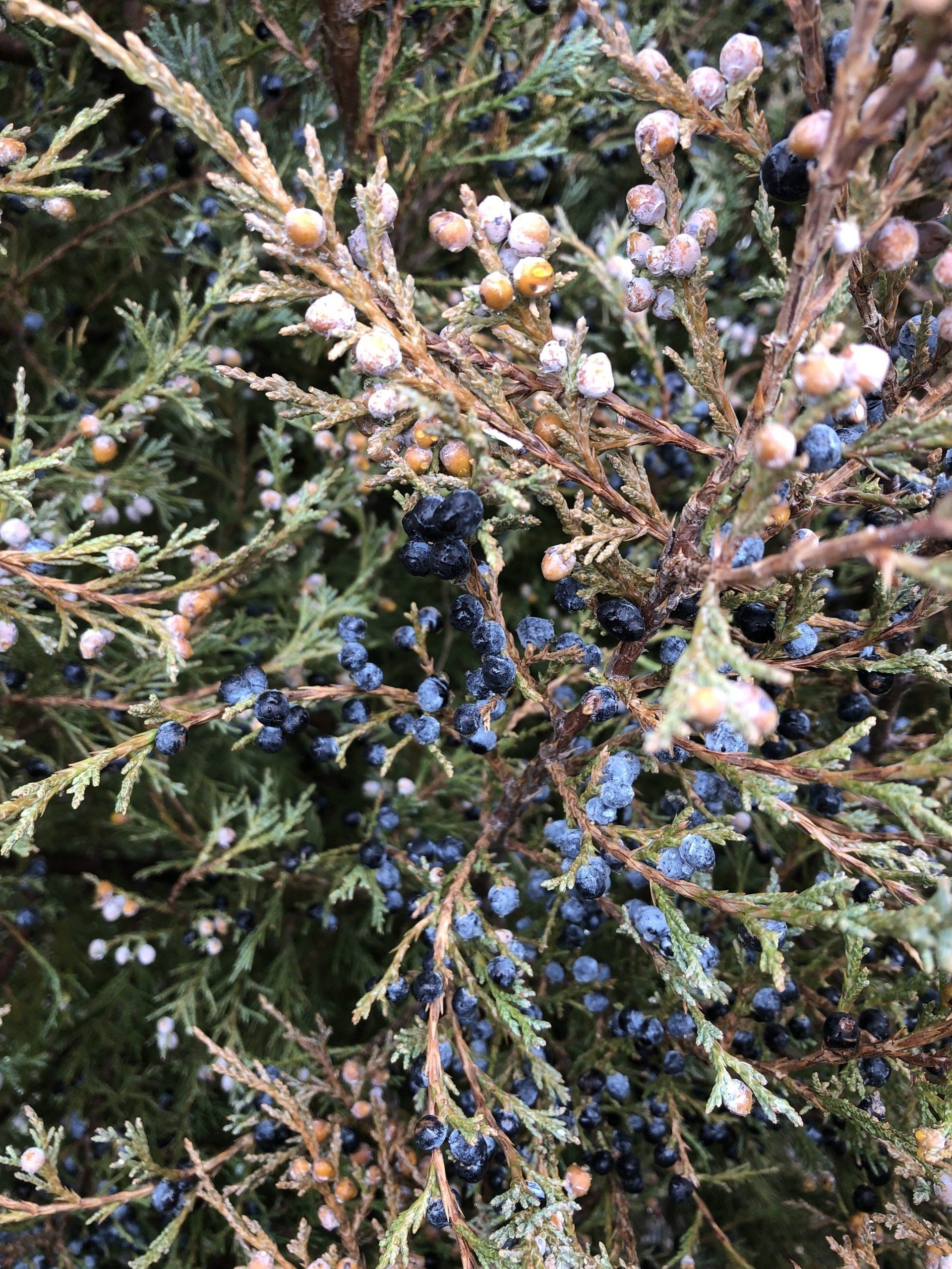 Rocky Mountain Juniper — photo by Abigail M. Garton — Montrose, CO — San Juan Gardens Rocky Mountain Juniper — photo by Abigail M. Garton — Montrose, CO — San Juan Gardens