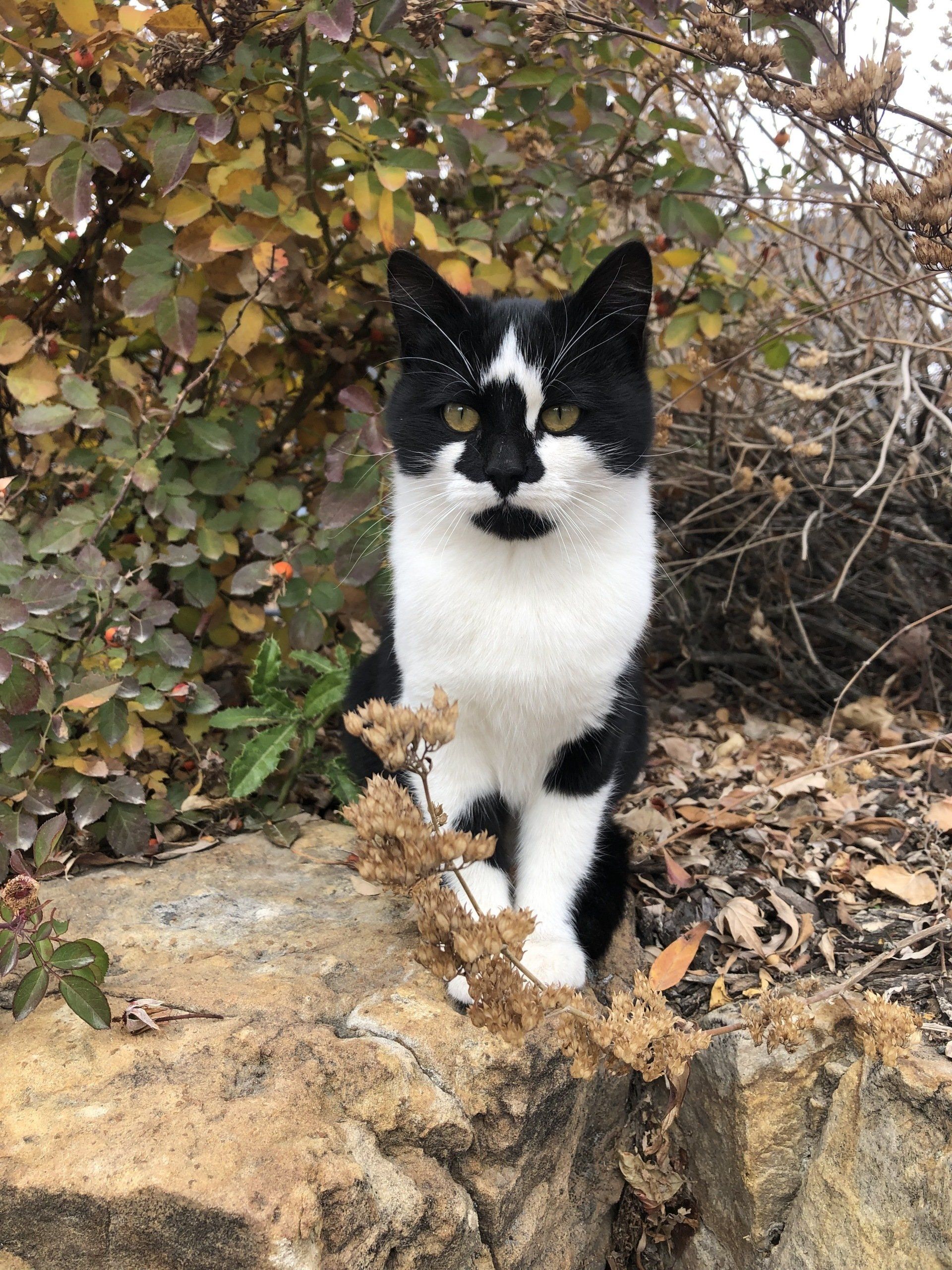 Tuxedo Cat - photo by Abigail M Garton Tuxedo Cat - photo by Abigail M Garton