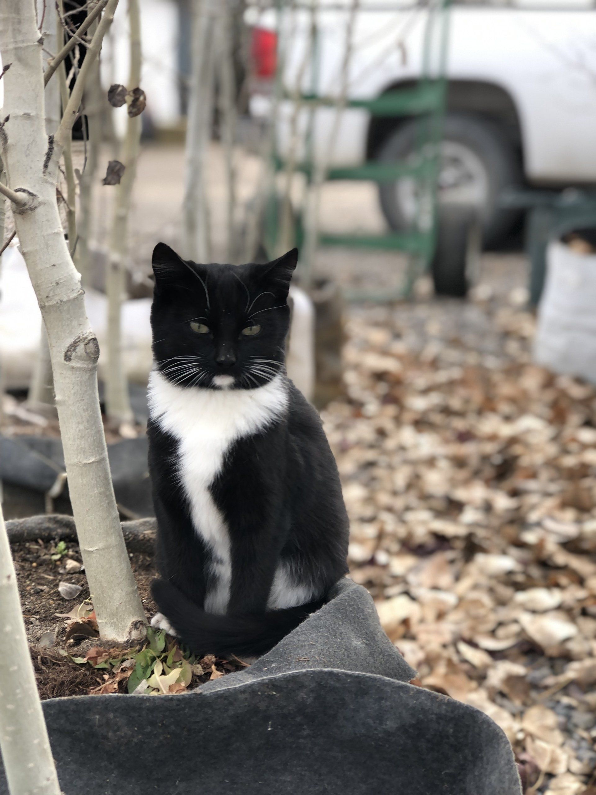 Tuxedo Cat - photo by Abigail M Garton