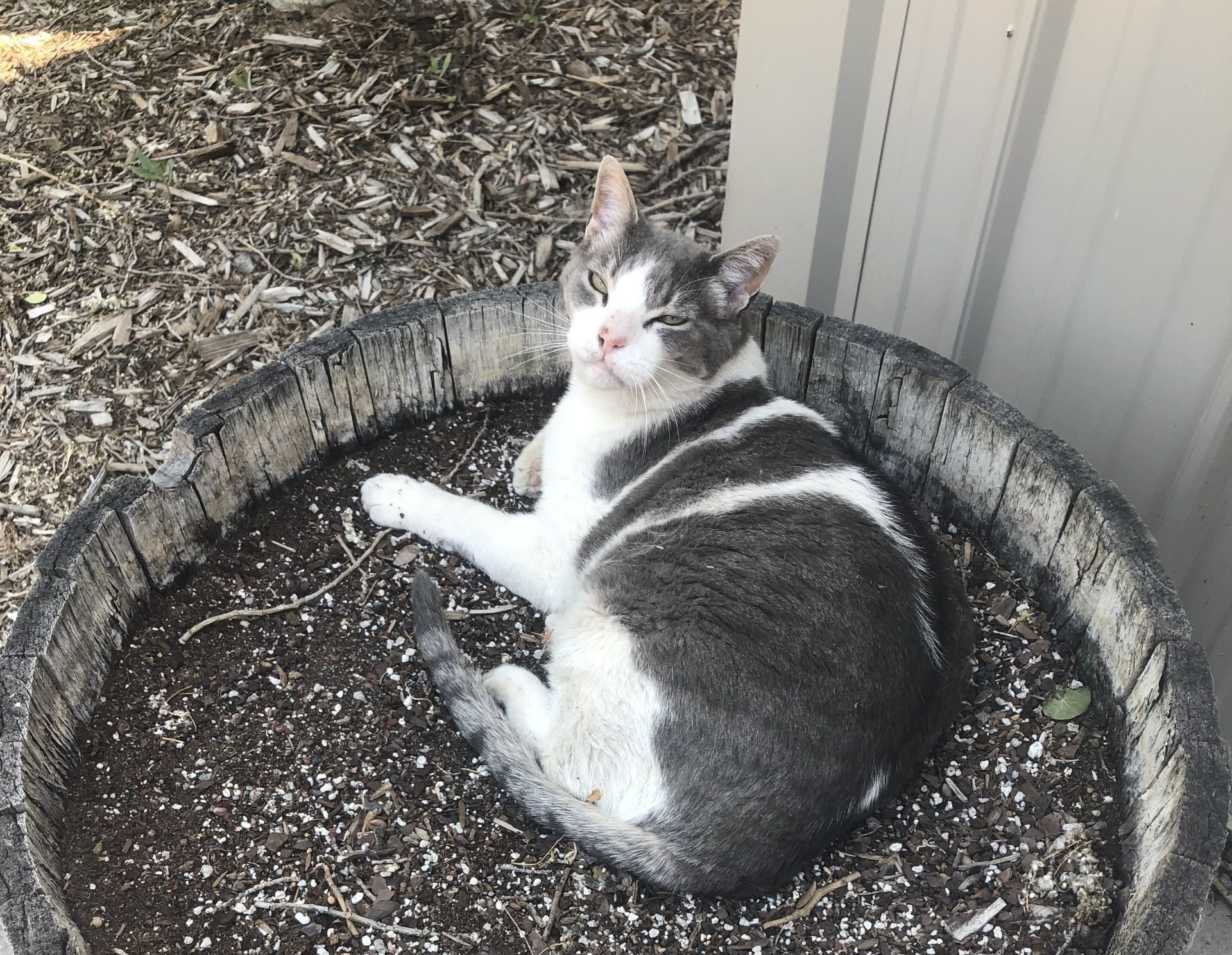 Nursery Cat - photo by Abigail M Garton Nursery Cat - photo by Abigail M Garton