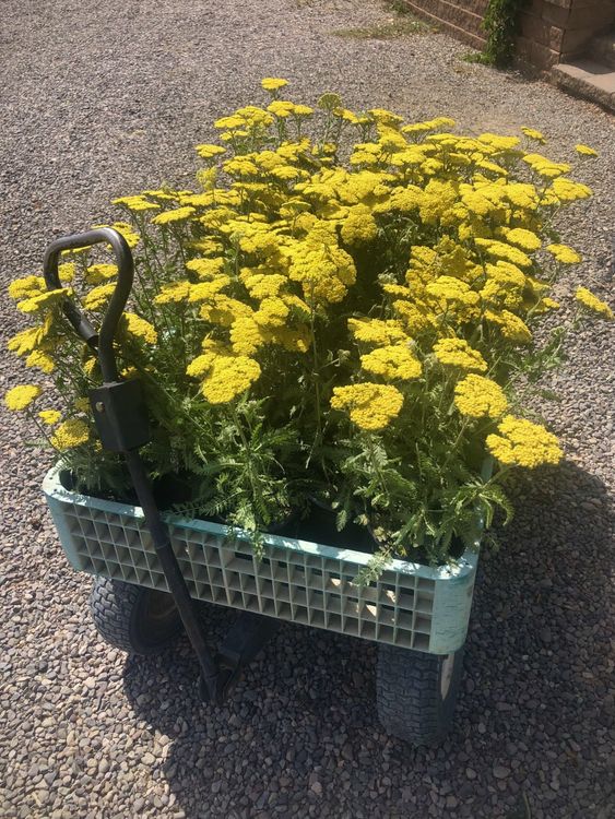 Moonshine Yarrow — photo by Abigail M. Garton — Montrose, CO — San Juan Gardens