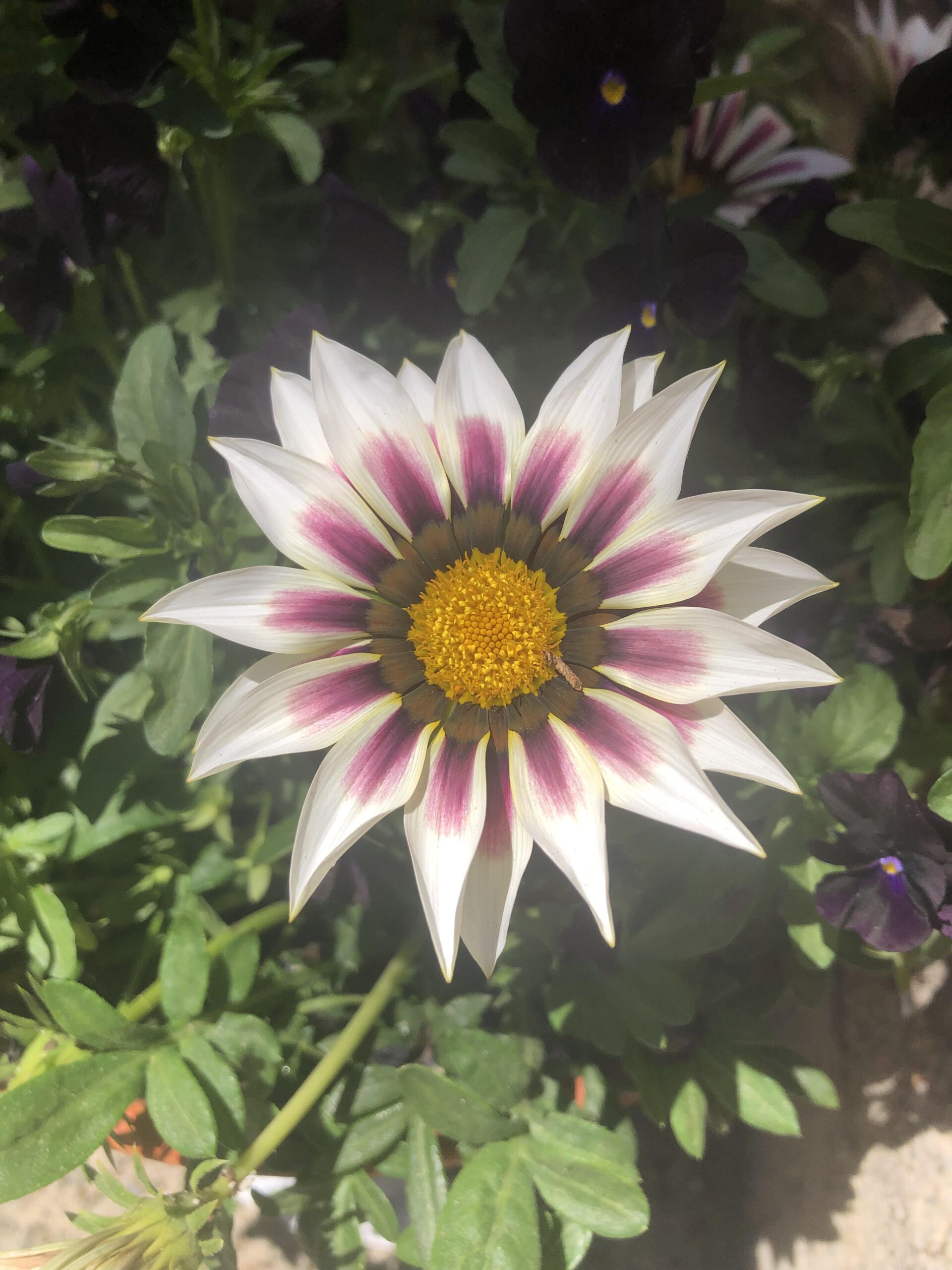 Gazania — photo by Abigail M. Garton — Montrose, CO — San Juan Gardens Gazania — photo by Abigail M. Garton — Montrose, CO — San Juan Gardens