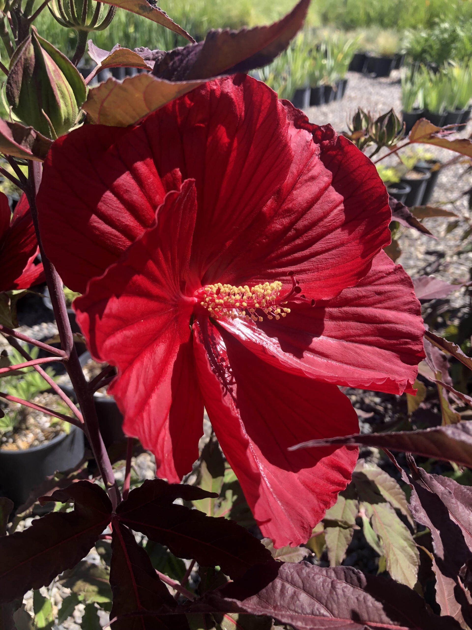 Hibiscus — photo by Abigail M. Garton — Montrose, CO — San Juan Gardens Hibiscus — photo by Abigail M. Garton — Montrose, CO — San Juan Gardens