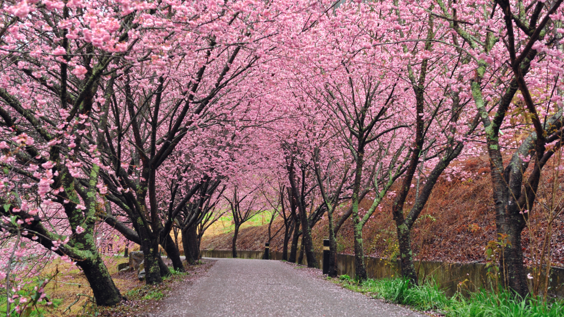 Cherry blossom pathway in Taiwan during spring flower season