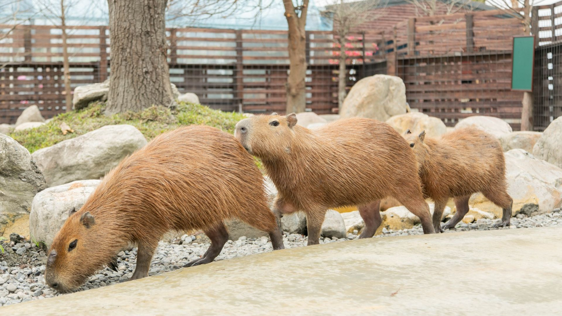 Capybaras walking together at an animal park in Taiwan