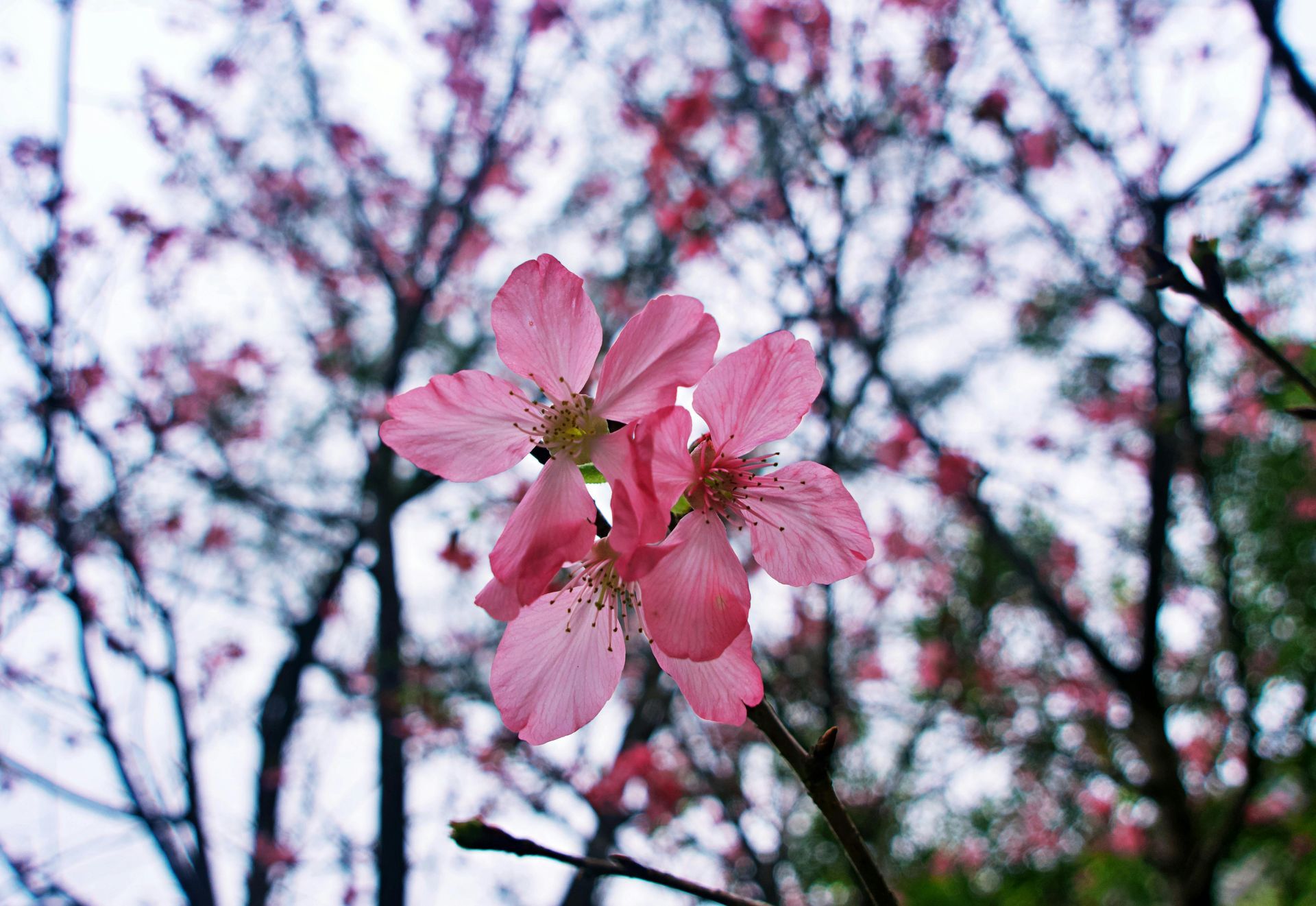 Pink cherry blossoms during spring flower season in Taiwan