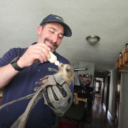 A person wearing a blue polo shirt and safety gloves bottle-feeds a small raccoon kit indoors.