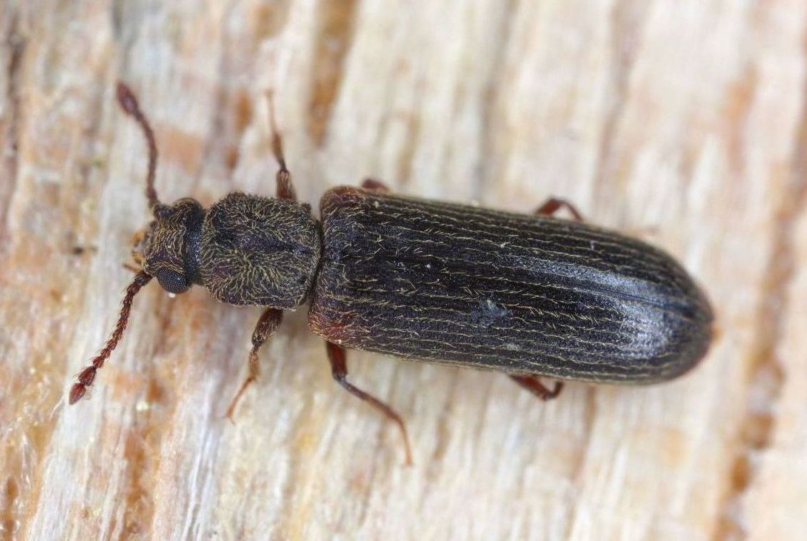 Powder Post Beetles