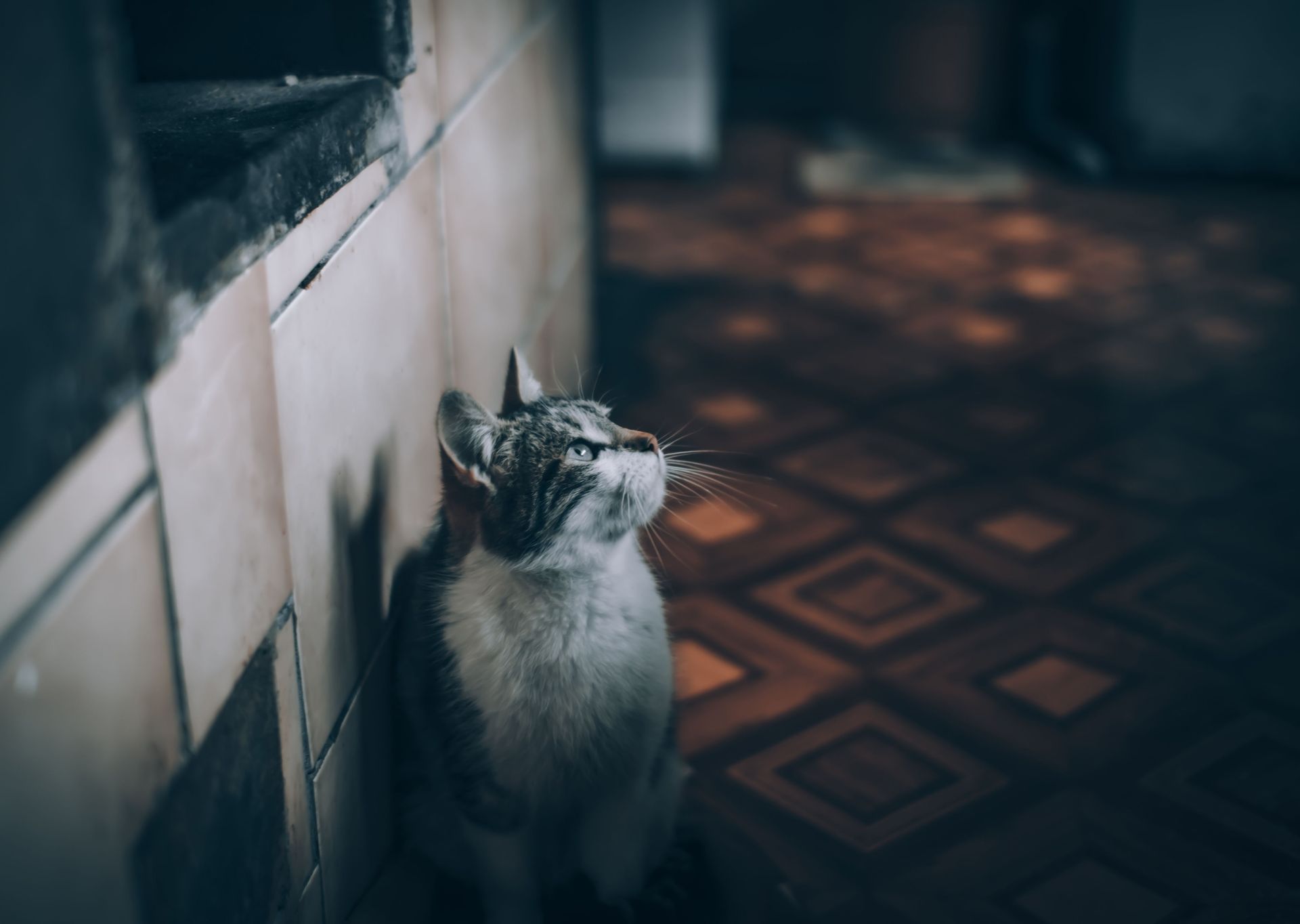Gray cat sitting indoors beside a tiled wall on a patterned floor, looking upward