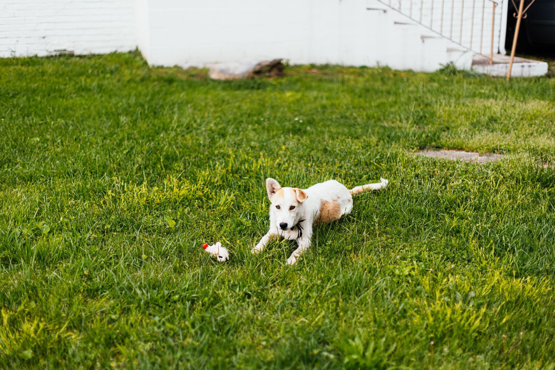 Small white dog running on green grass in a backyard near a white house.