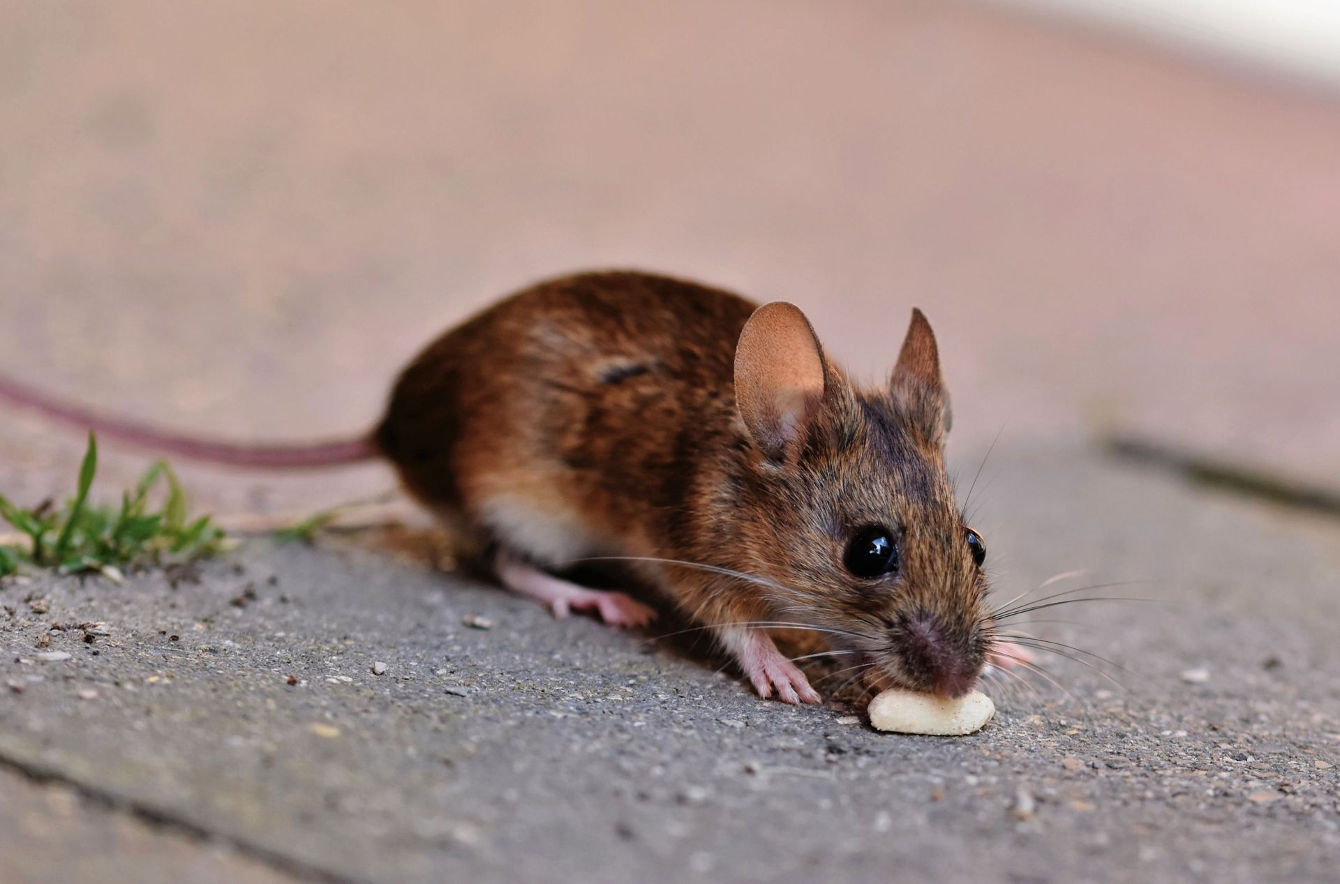 Brown mouse on pavement nibbling a small crumb near a sprig of grass