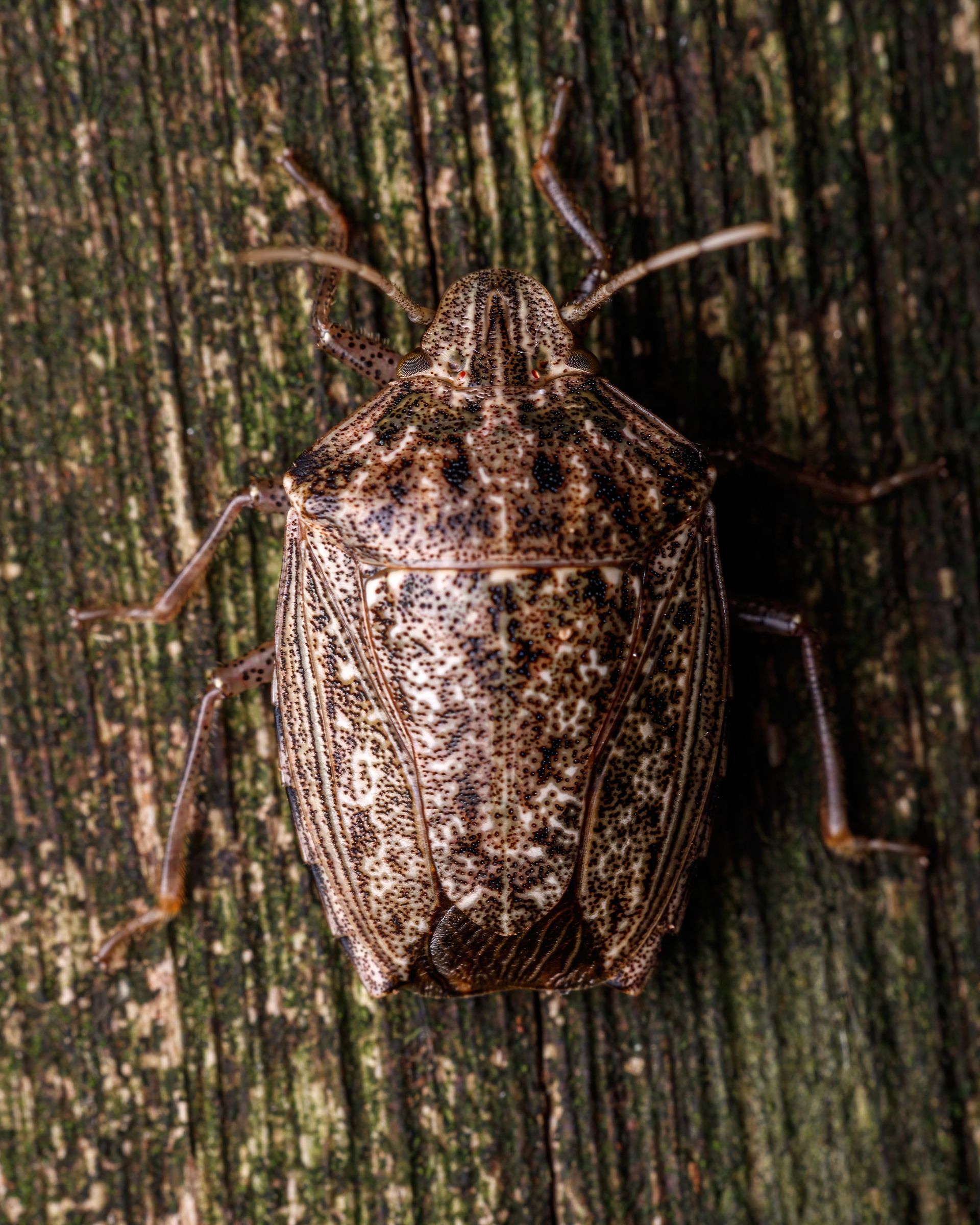 Brown mottled shield bug on weathered wood